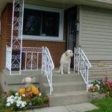 Hotel For Dogs - Home Away From Home