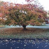 Carmel Caretaker Looking For Job Opportunities in New York