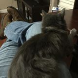 Hard Working pet loving Services Available
