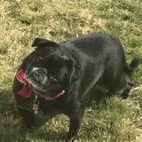 Loving and caring pet sitting in my home