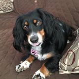 Helping Hands Pet Sitter-Insured and Bonded! CPR and First aid certified
