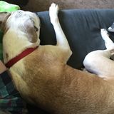 Dog Lover Wanted for Walks
