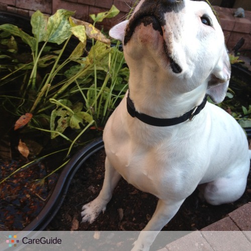 Pet Care Provider Jessica D's Profile Picture