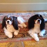Looking For a Petsitter Job in Daytona Beach, Ormond Beach, Port Orange