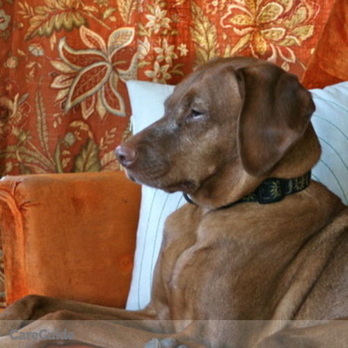 Pet Care Provider Patrick M's Profile Picture