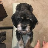 Most Dedicated Pet Sitter in Milwaukee
