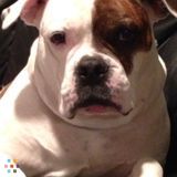 Dog sitter 3 year old pit bull mix