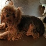 Honest Dog Walking Available Now!