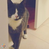 Cat sitter needed