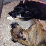 Reliable dog sitter needed