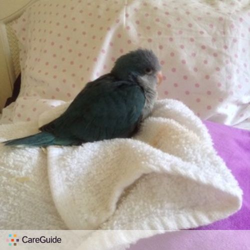 Pet Care Provider Ashley A's Profile Picture