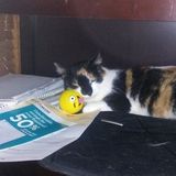 Miami Beach, Florida Cat Sitting Professional Opportunity