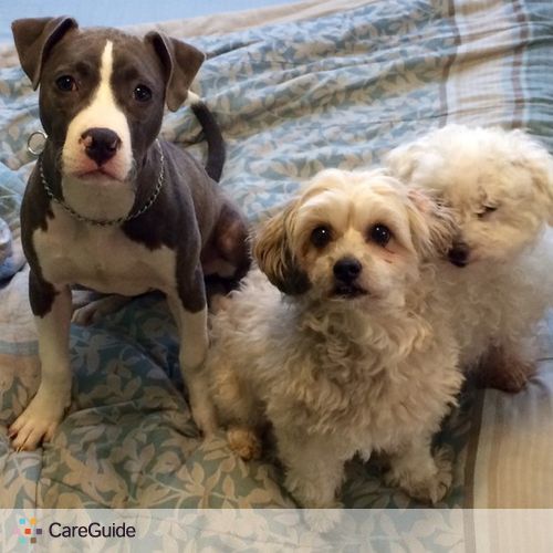 Pet Care Provider Karen M's Profile Picture