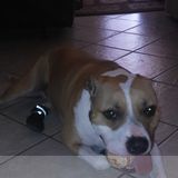 I Love Pets I Treat Them As My Own