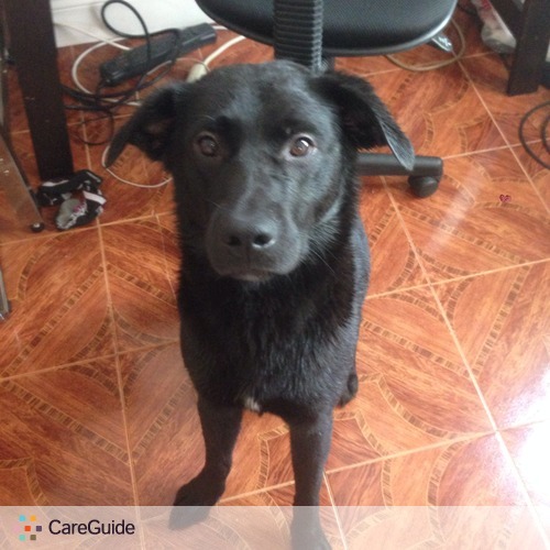 Pet Care Job Bryan N's Profile Picture