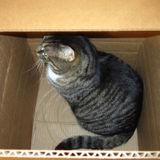 Canton Animal Caretaker Interested In Job Opportunities