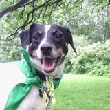 Love Terriers? Free at Night? Then I Have the Job for You!
