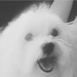 Maltese Fur Baby Pet Sitter