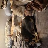 Most Reliable Pet Sitter/Dog Walker in East Peoria