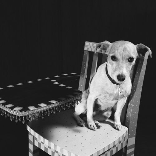 House Sitter Provider Timothy Mangino's Profile Picture