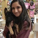 Dog Sitter