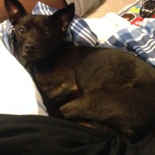 Pet Care Provider Nina L's Profile Picture