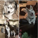 Lincoln, California Pet Sitter For 3 Siberian Huskys