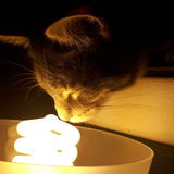 Cat Enthusiastic, petsitter, Dog Walker in Chateauguay, Quebec