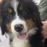 Interviewing For a Pet Care Provider Opportunity in San Marcos