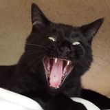 Flexible Cat/Dog Sitter seeking Opportunities - Can do Overnight care!