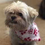 Available: Pet Sitter in Lake Forest, California