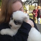 Springfield Animal Caregiver Interested In Job Opportunities