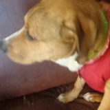 Looking For a Pet Sitter Job in Chester