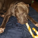 Available daily: Reliable and active dog walker, groomer and boarder in Lantzville, Nanoose, Parksville or surrounding areas.