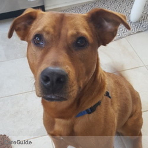Pet Care Provider Kelley D's Profile Picture
