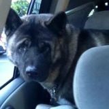 Looking To Take Care Of Any Type Of Breed Love Dogs Have Lots Of Exp. Great Refernce