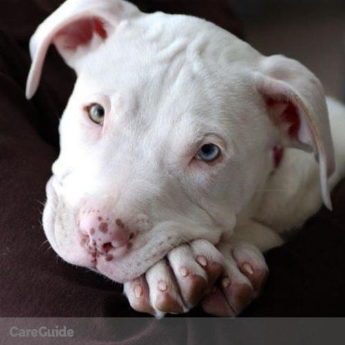 Pet Care Provider Guardian Angel A's Profile Picture