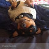 Reliable & Loving Small dog Sitter Available!