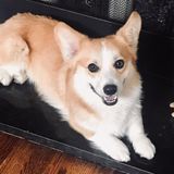 Hardworking Pet Sitting Professional