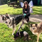 Seeking a Dog Walker Job in Portland, Oregon