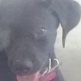 I am sitter for care puppy
