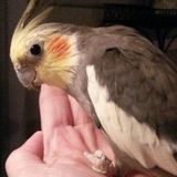 Lincoln, Bird Sitting Opportunity (in your home)