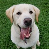 Nazareth Dog Walker Searching for Job Opportunities