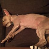 Needed: Halifax, Nova Scotia Pet Carer