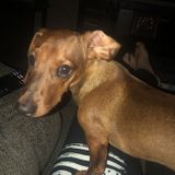 Sitter needed for brief House call checkup on Dotson puppy. Please Help!