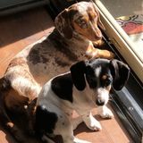 Maple and Molly need company!