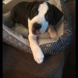Job Opportunity: a Well Trained Dog Sitting Professional in Cortland, New York