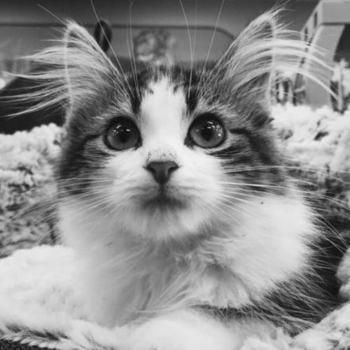 Pet Care Provider Vonny P's Profile Picture