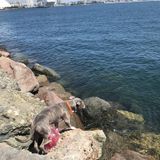 Dedicated House and Pet Sitter in near and around Compton, California. I have my own transportation.