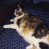I love to pet sit,i will feed them, walk them, play with them, water them and give them medicine and clean litter boxs